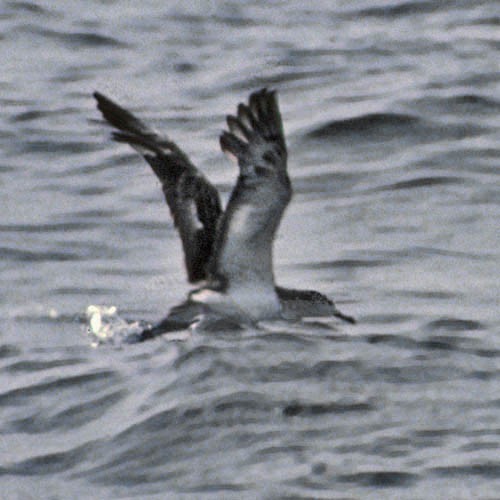 Gestreepte Pijlstormvogel (Calonectris leucomelas)