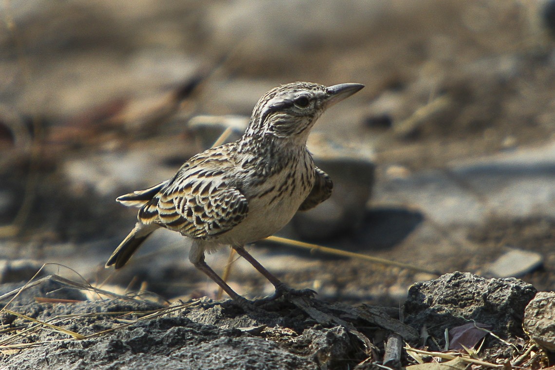 Sabota Lark (Calendulauda sabota)