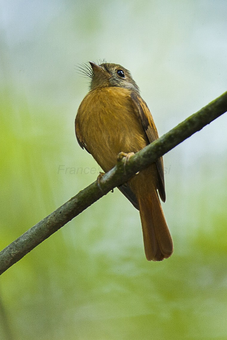 Terenotriccus (Terenotriccus)