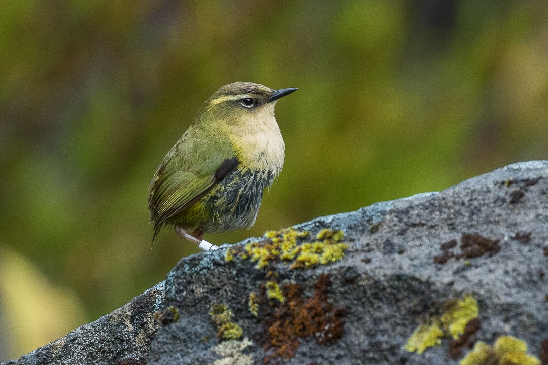 Rockwren and Bushwren (Xenicus)