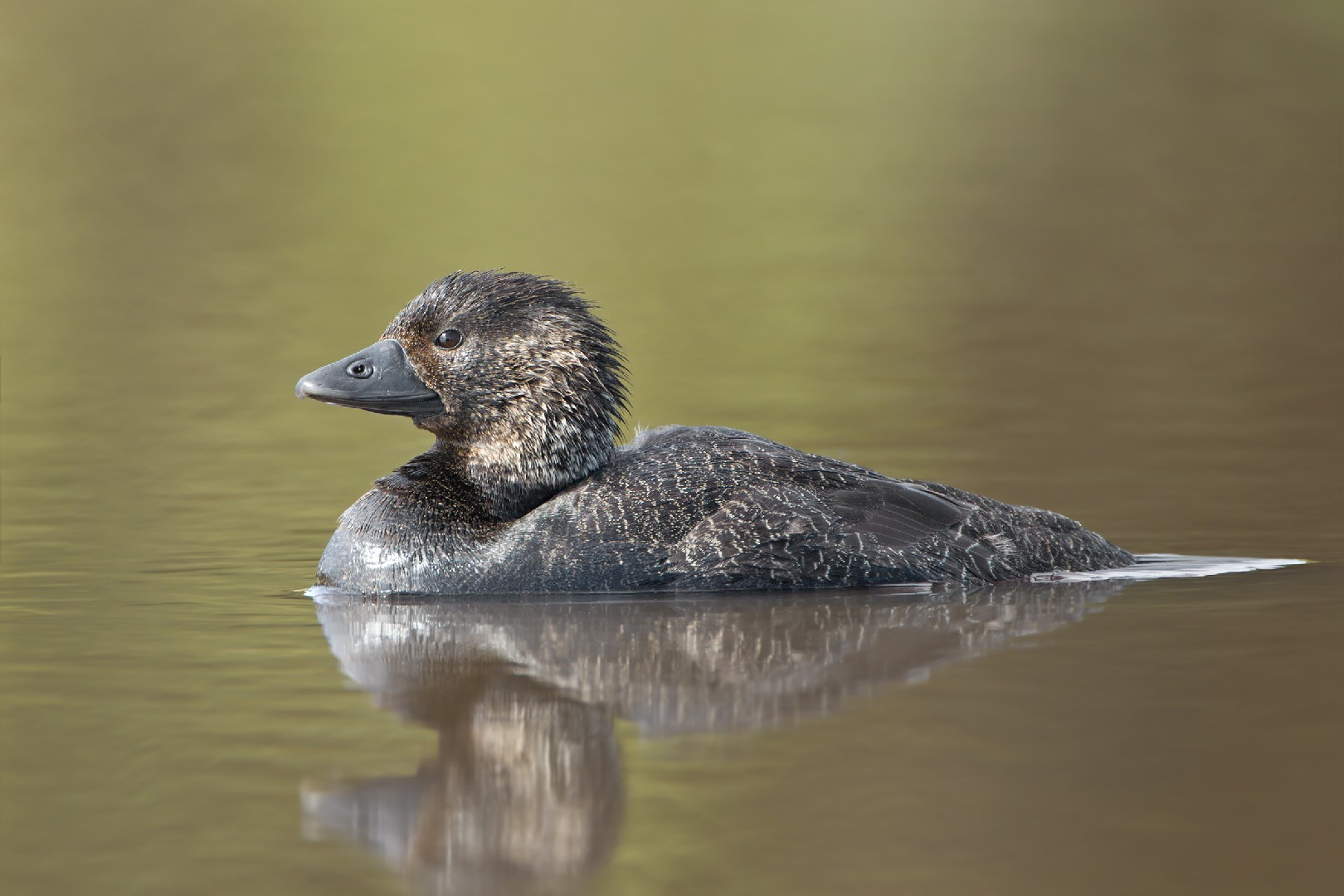 Pato-de-papada (Biziura lobata)