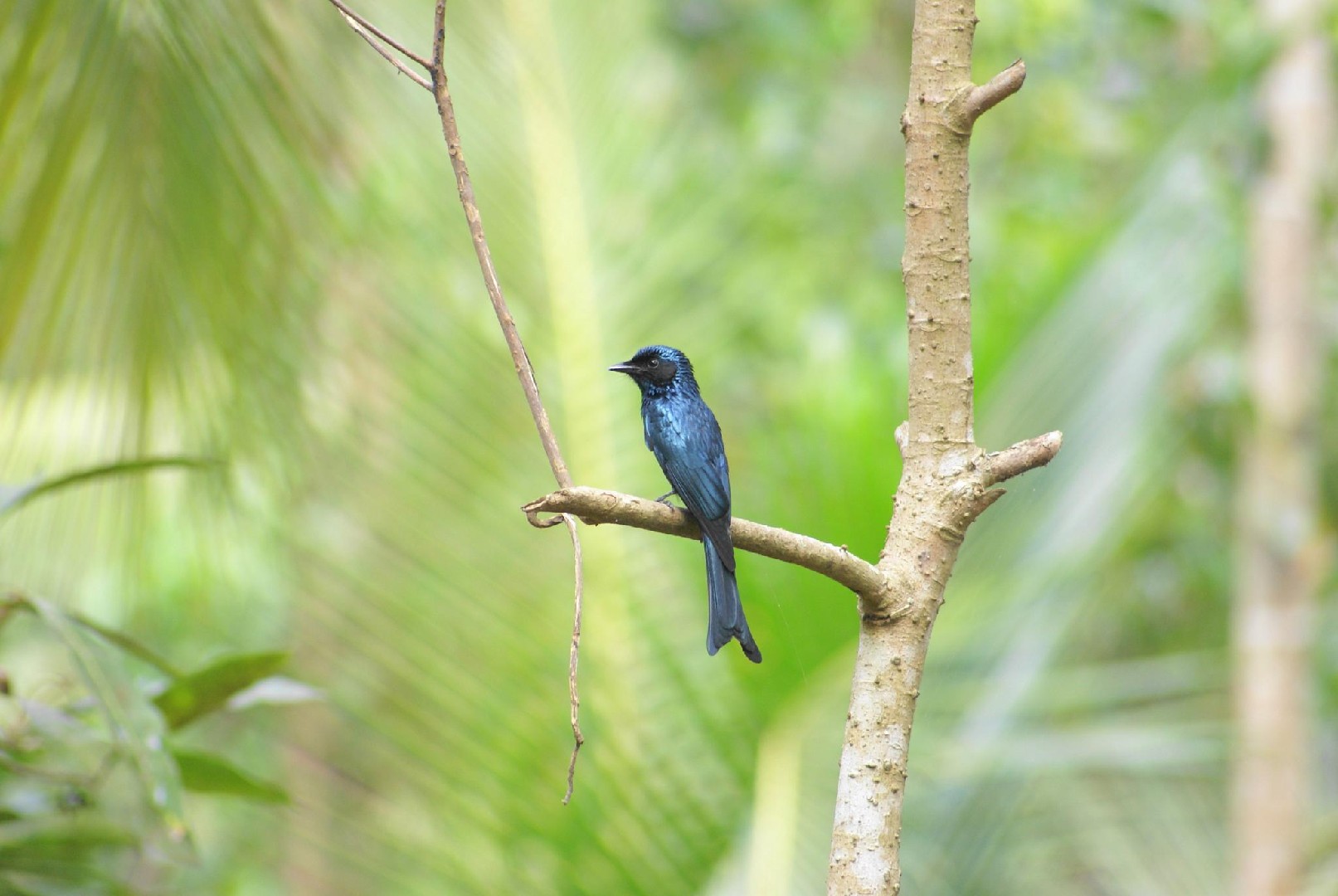 ヒメオウチュウ (Dicrurus aeneus)