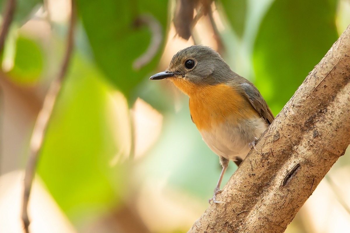 Cyornis sumatrensis (Cyornis sumatrensis)