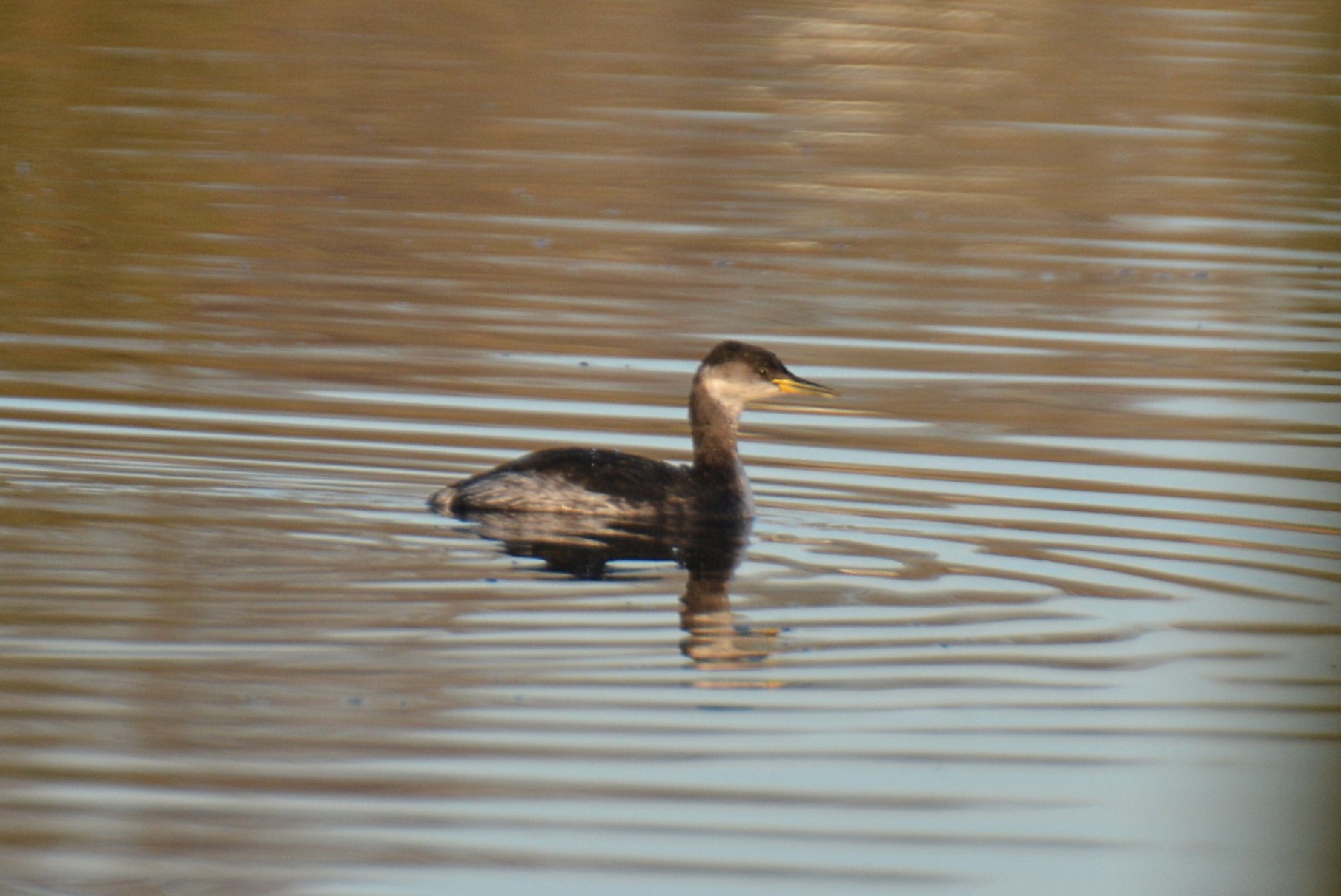 Podiceps grisegena grisegena (Podiceps grisegena grisegena)