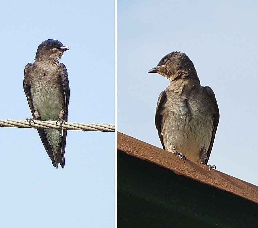 New world martins (Progne)