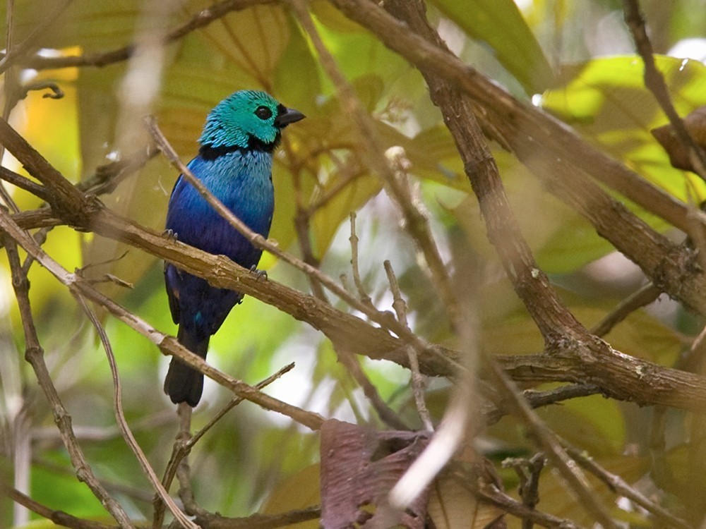 ニシキフウキンチョウ (Tangara fastuosa)