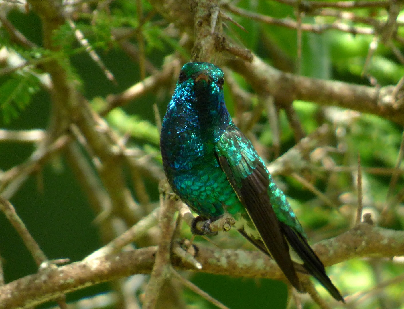 Colibrí gorjizafiro (Chrysuronia coeruleogularis)