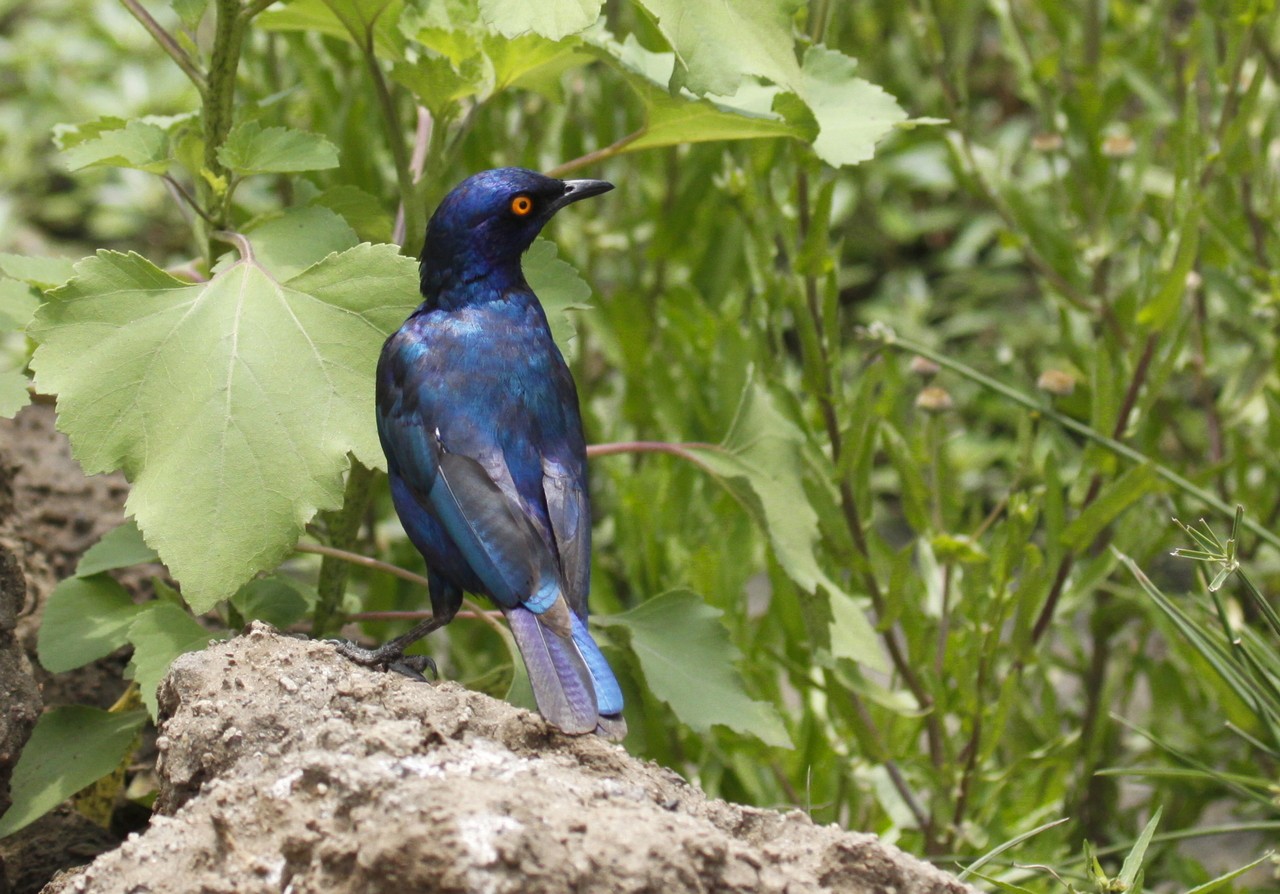 Choucador à épaulettes rouges (Lamprotornis nitens)