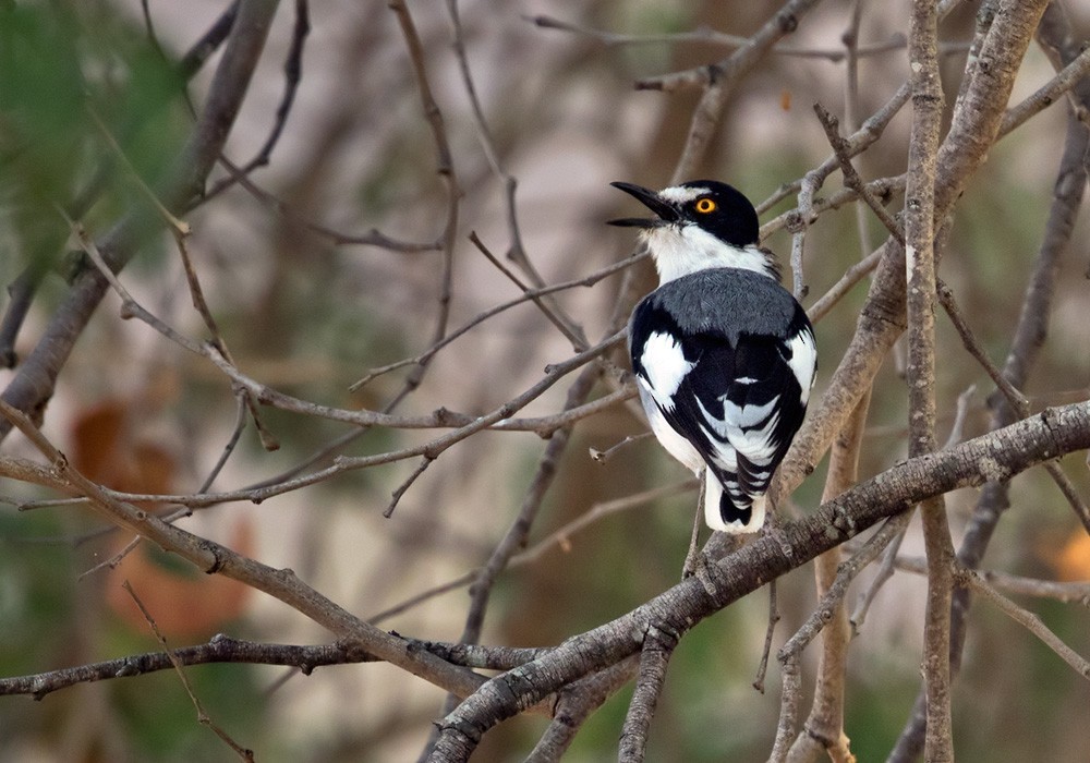 Lanioturdus (Lanioturdus)