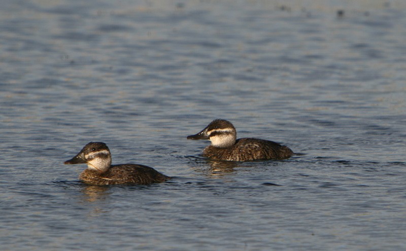 Malvasía argentina (Oxyura vittata)