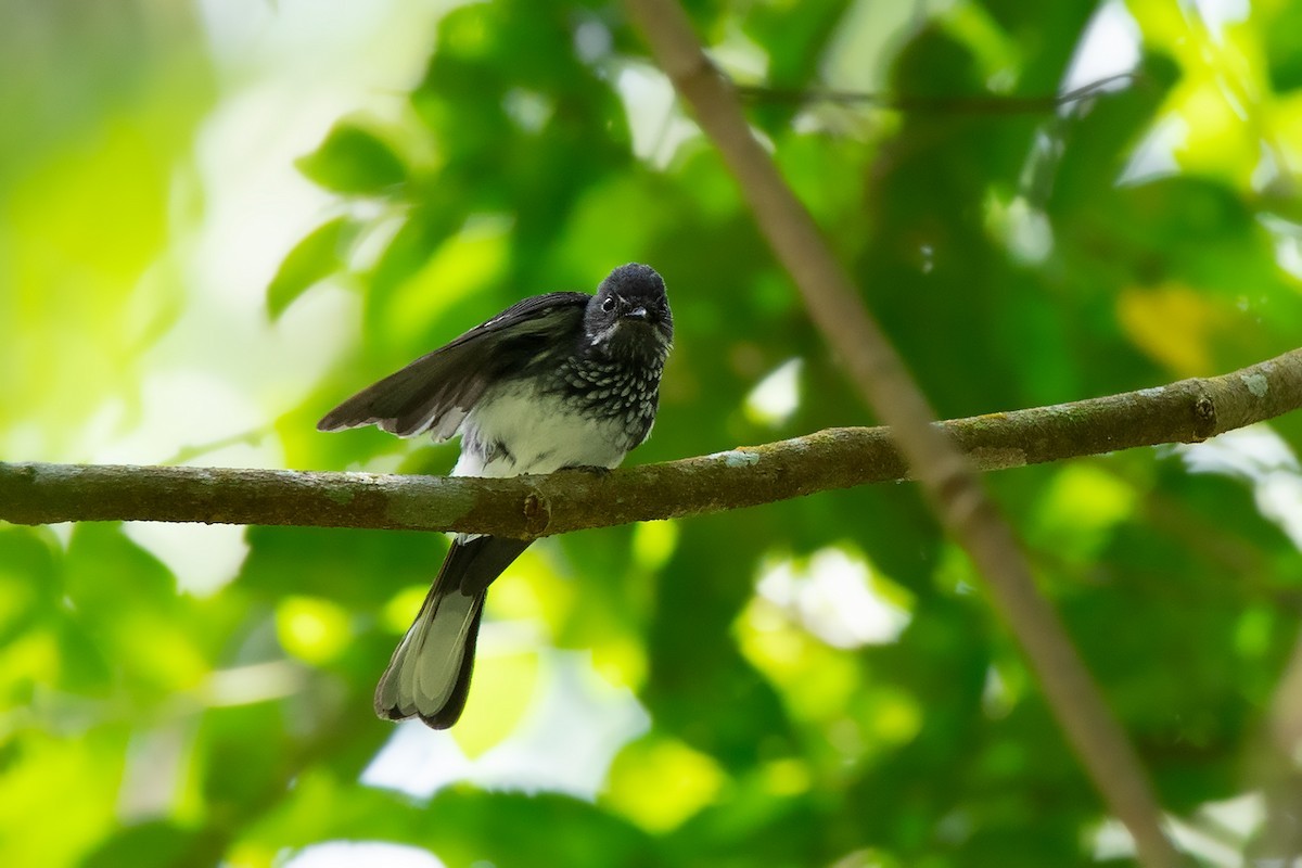 Parelwaaierstaart (Rhipidura perlata)