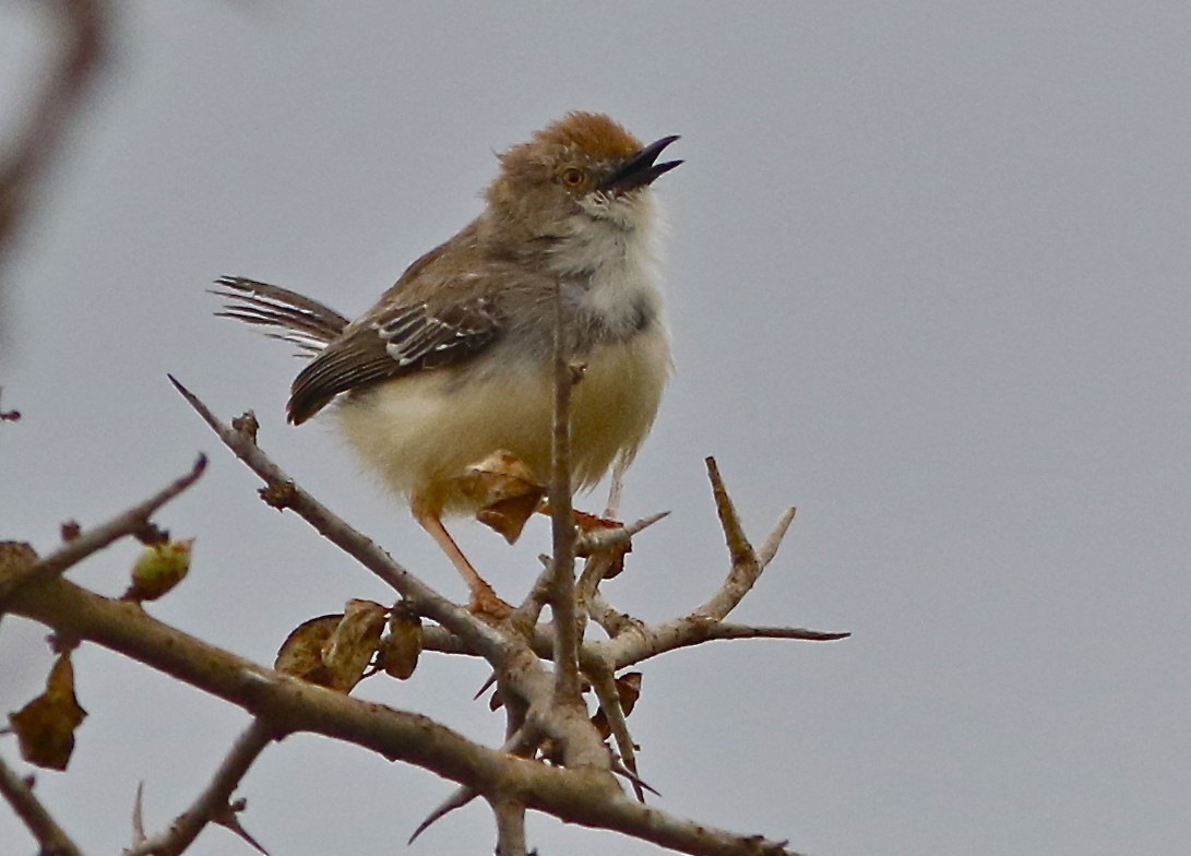 Red-fronted Prinia