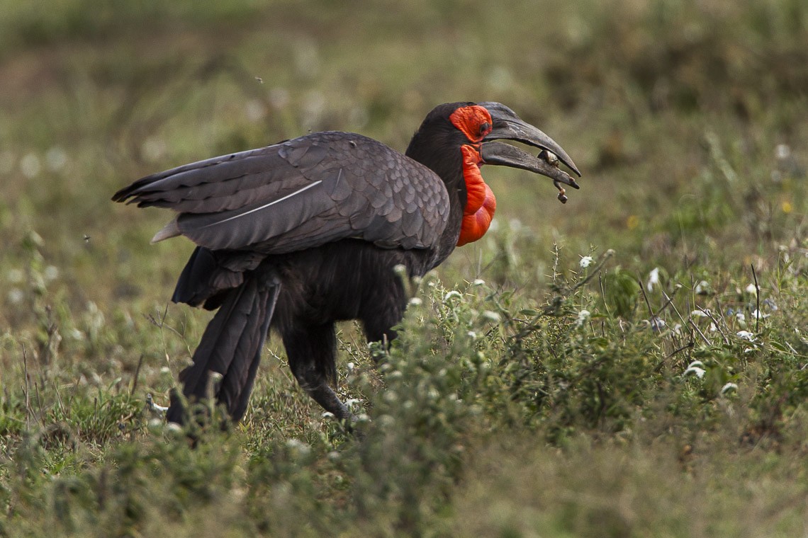 Southern Ground Hornbill (Bucorvus leadbeateri)