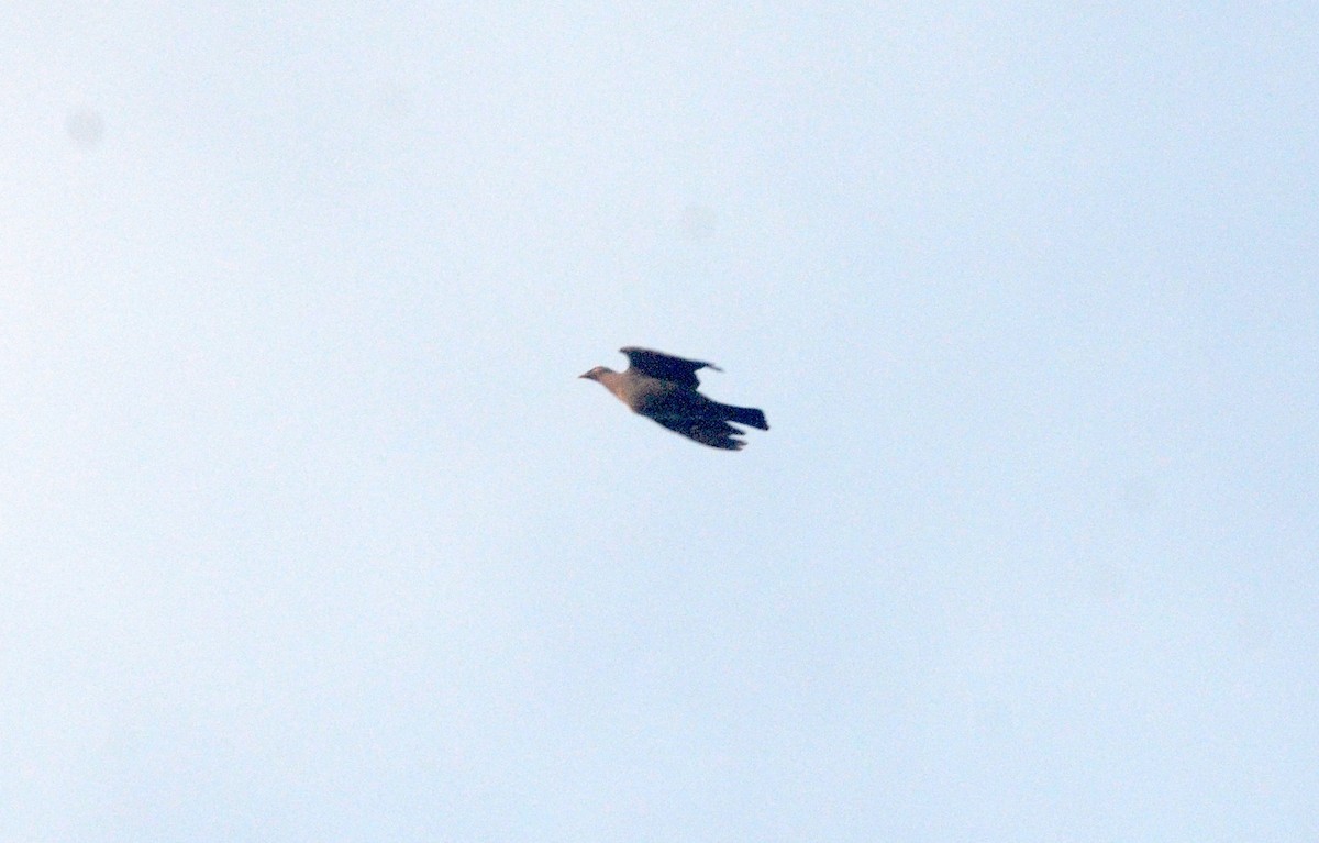 Plain Pigeon (Patagioenas inornata)