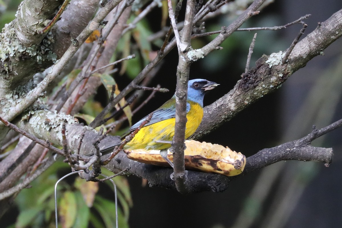 Blue-and-yellow tanager