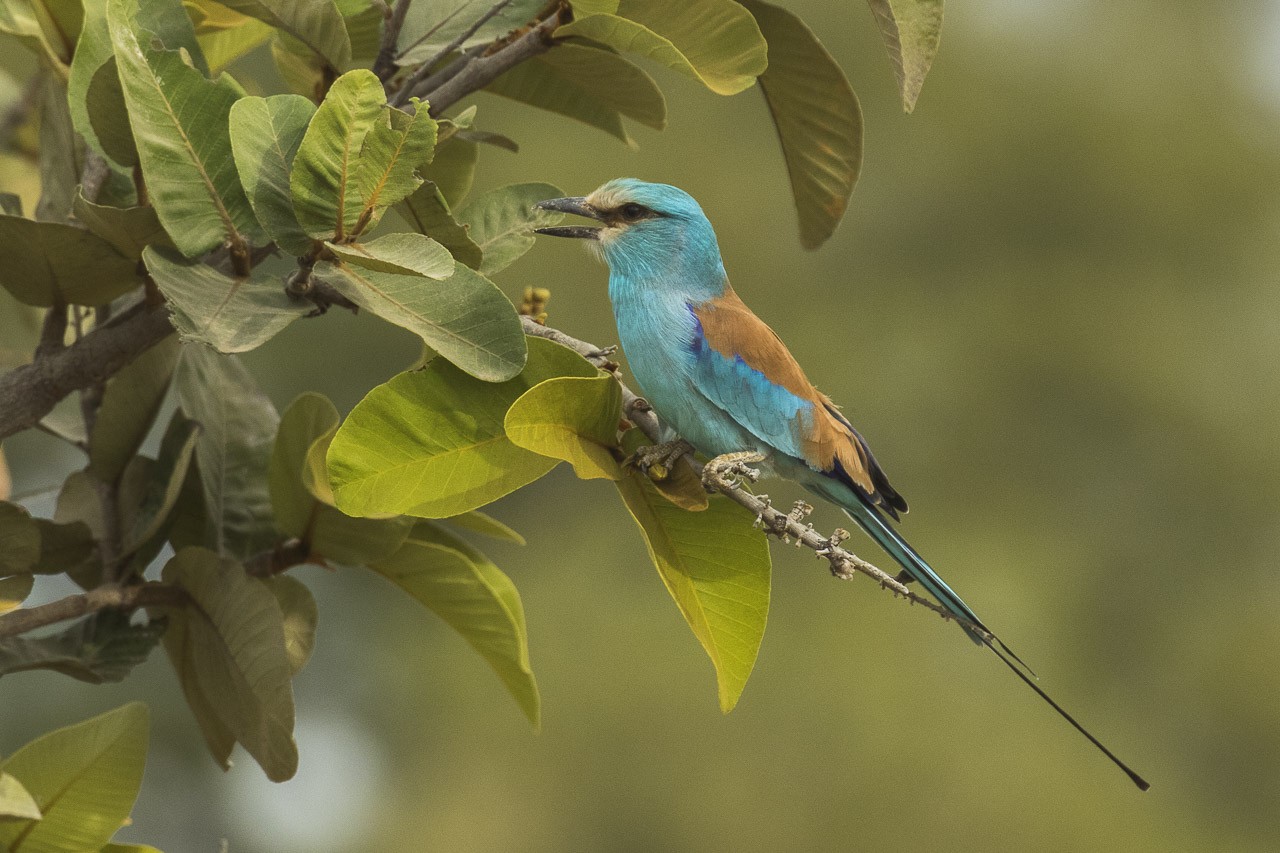 Rollier d'Abyssinie (Coracias abyssinicus)