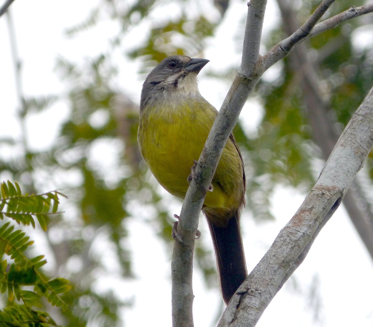 Кубинская овсянка (Torreornis inexpectata)