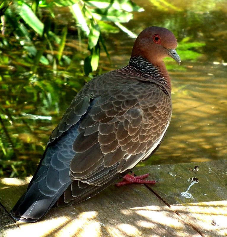 Pigeon picazuro (Patagioenas picazuro)