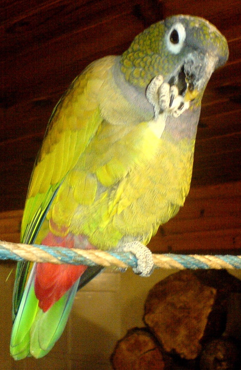 Maximilianpapagei (Pionus maximiliani)