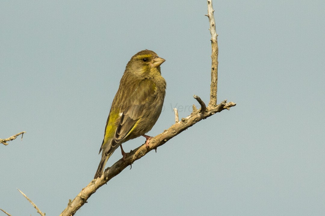 Greenfinches (Chloris)