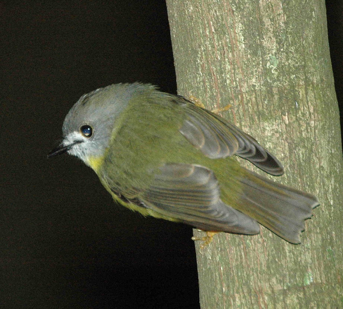 Pale-yellow Robin (Tregellasia capito)