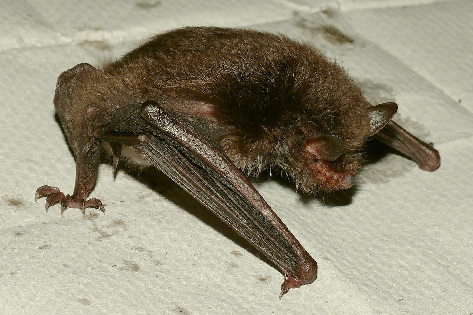 Mouse-eared bats (Myotis)