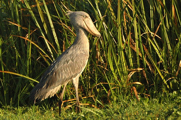 Balaeniceps (Balaeniceps)