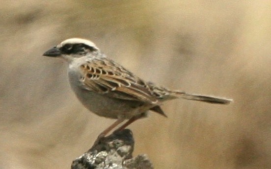 Striped sparrow (Oriturus)