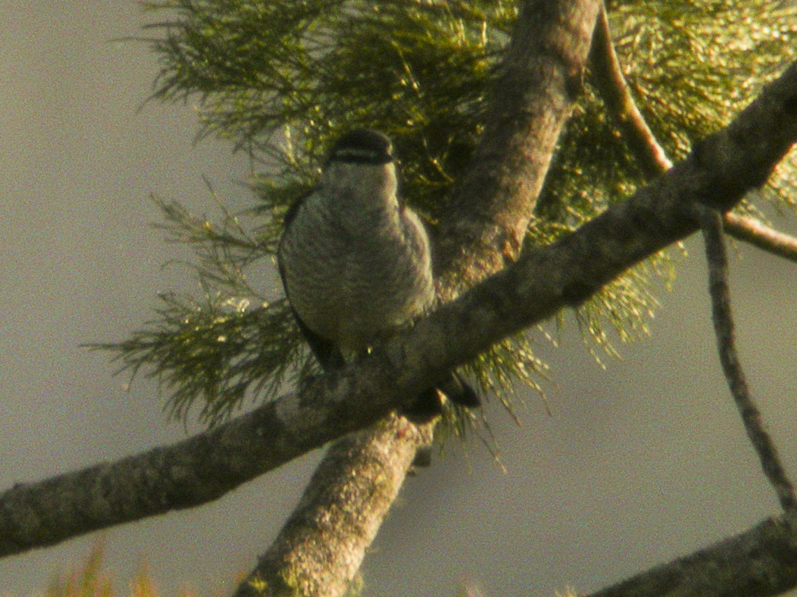 マミジロナキサンショウクイ (Lalage leucomela)