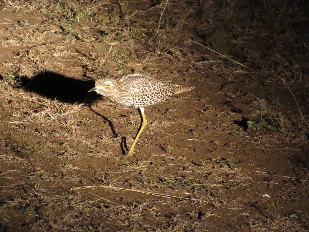 Burhinus capensis capensis (Burhinus capensis capensis)