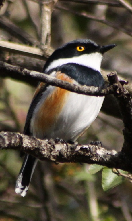 Капский батис (Batis capensis)