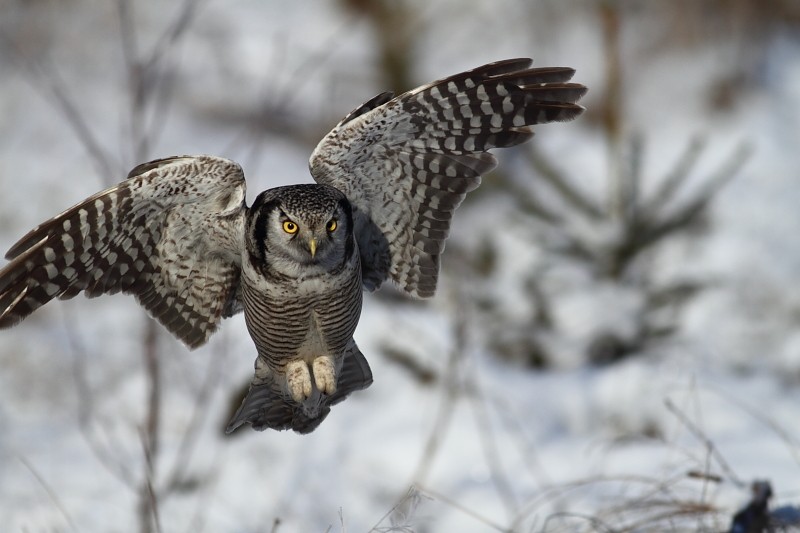 Northern Hawk-owl (Surnia)