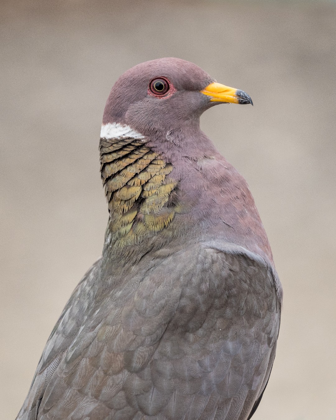 File:Band-tailed Pigeon (39670861080).jpg - Wiktionary, the free dictionary