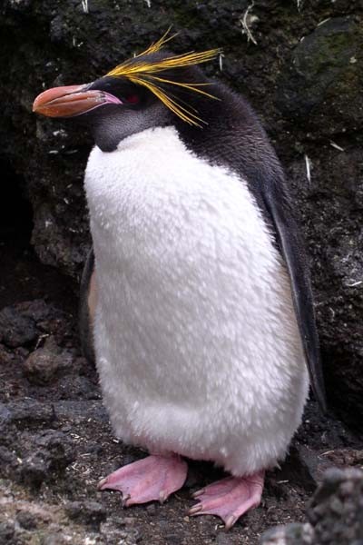 Pingüino de macarrones (Eudyptes chrysolophus)