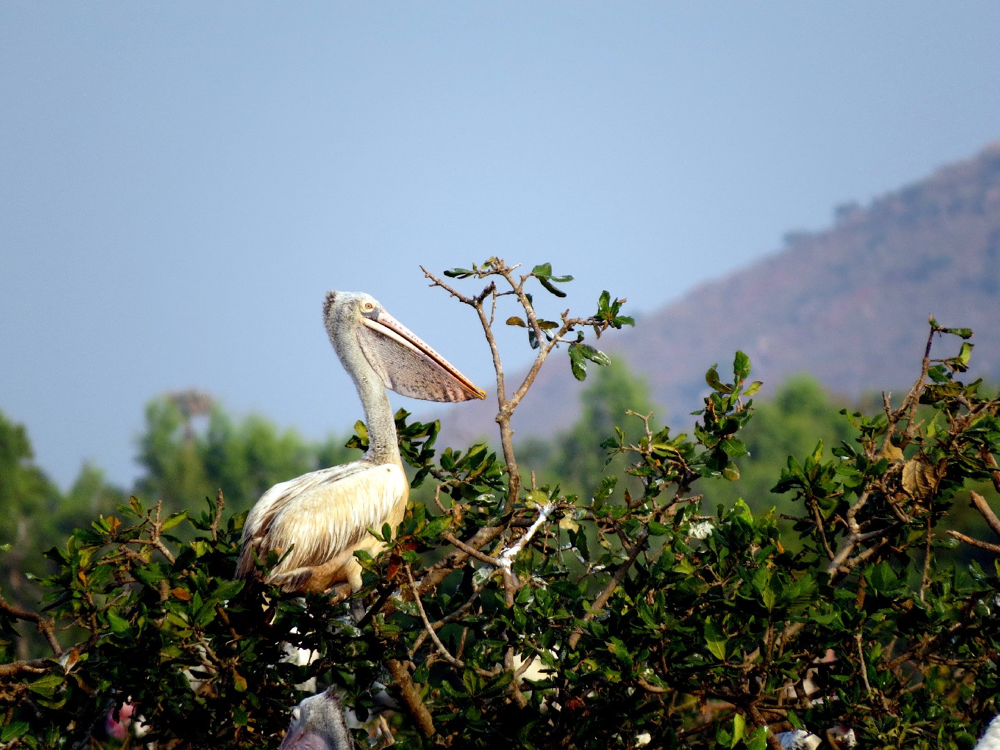 Pelicano-de-bico-pintado (Pelecanus philippensis)