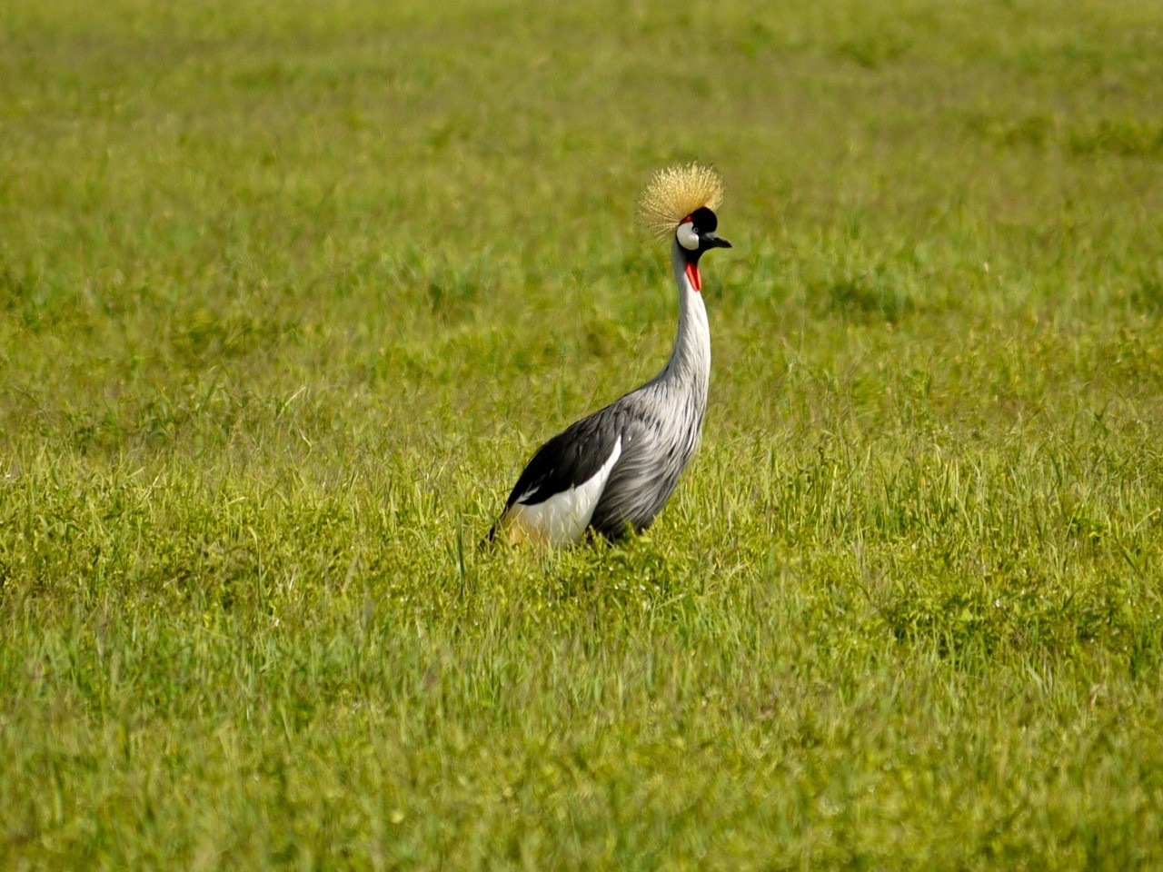 Grulla Coronada Cuelligrís (Balearica regulorum)