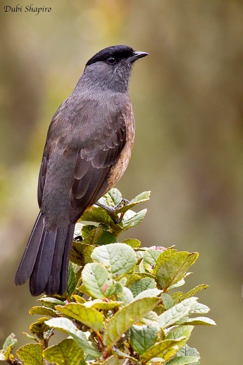 Bay-vented and Chestnut-bellied Cotingas (Doliornis)