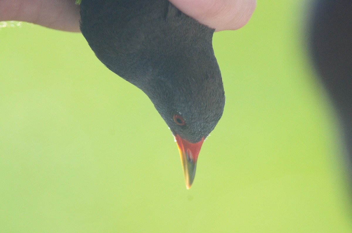 Paint-billed Crakes (Neocrex)