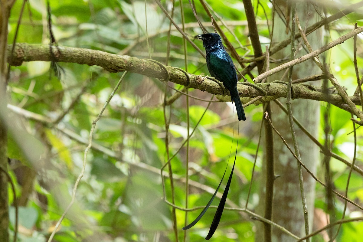 Lesser Racket-tailed Drongo (Dicrurus remifer)