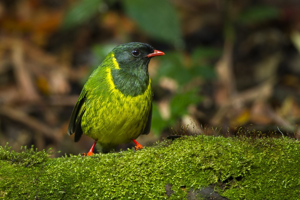 Green-and-black Fruiteater (Pipreola riefferii)