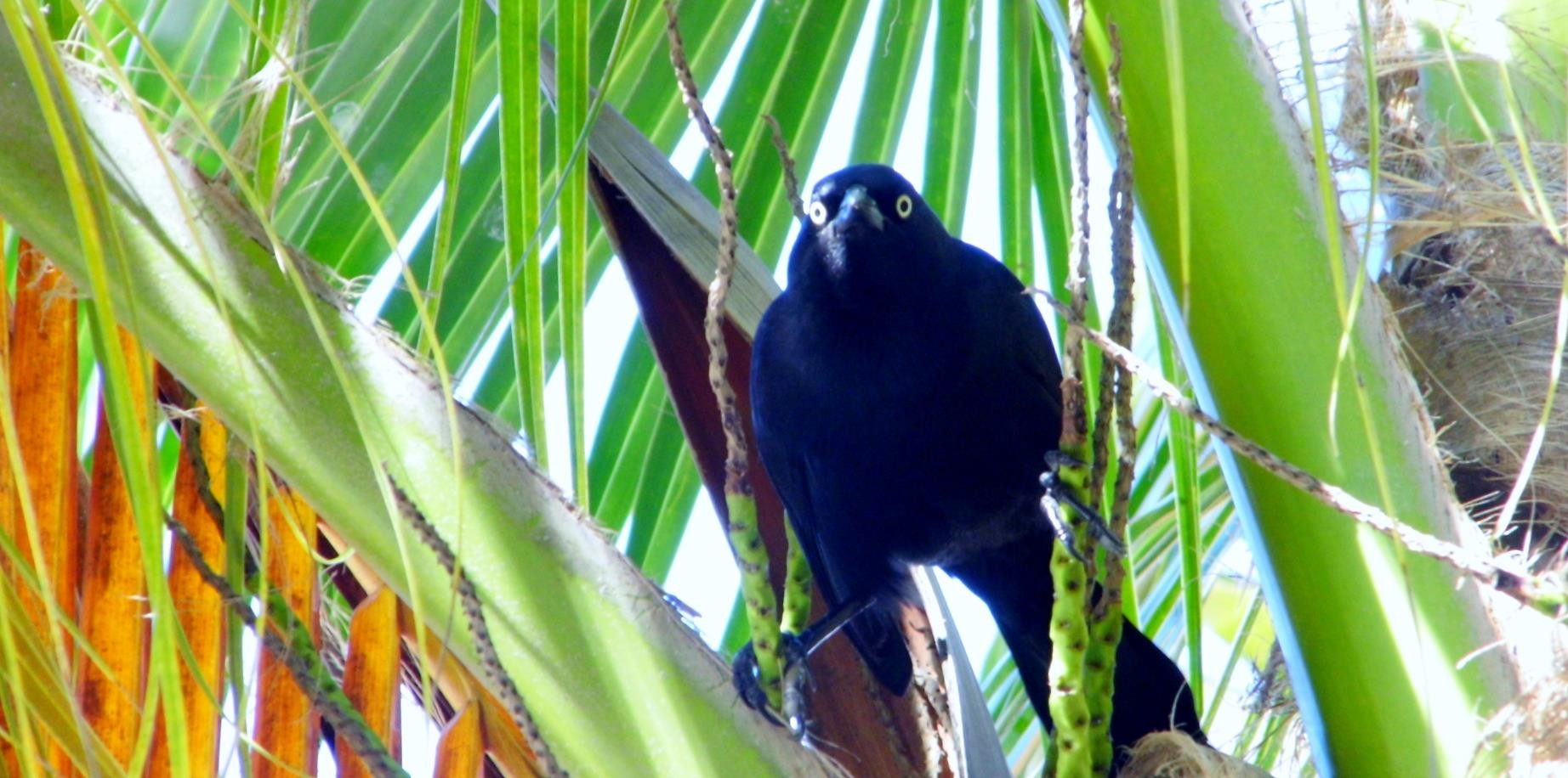 Quiscale noir (Quiscalus niger)