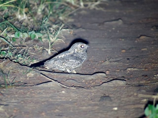 Chotacabras sencillo (Caprimulgus inornatus)