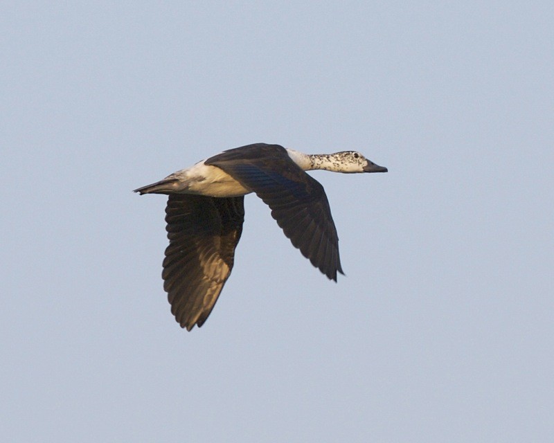 Pato crestudo afroasiático (Sarkidiornis melanotos)