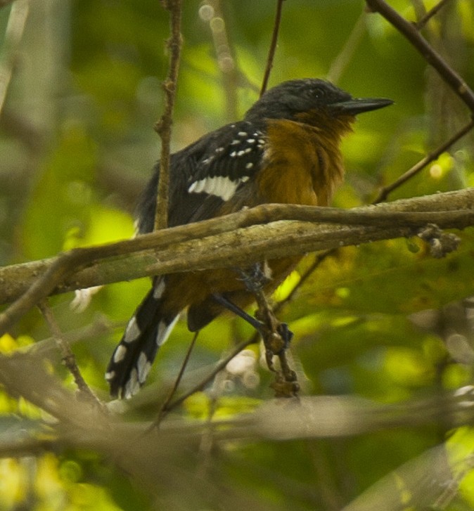 Dot-winged Antwren (Microrhopias quixensis)