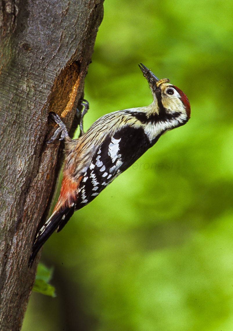 White-backed Woodpecker (Dendrocopos leucotos)