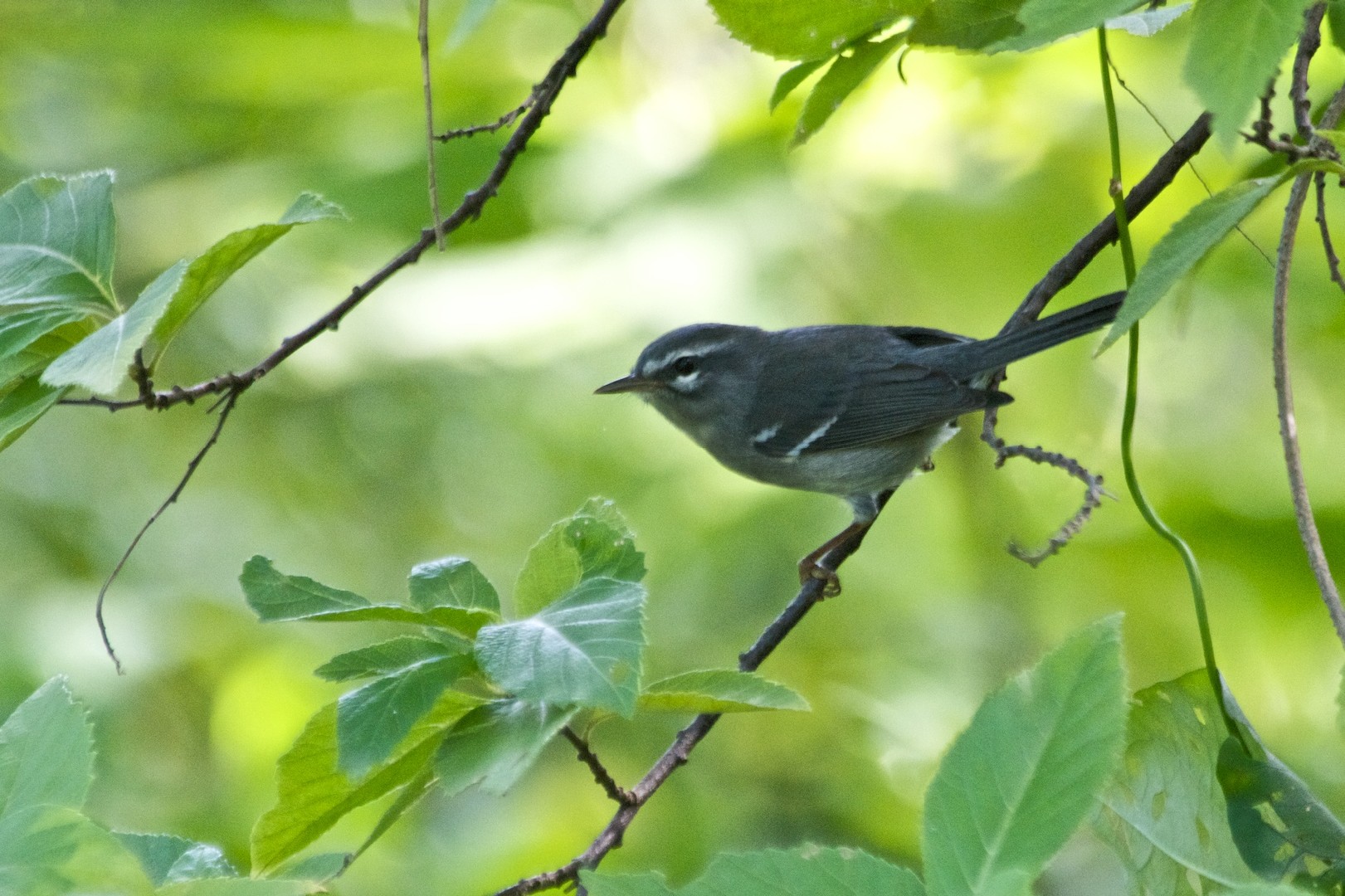 Paruline caféiette (Setophaga plumbea)