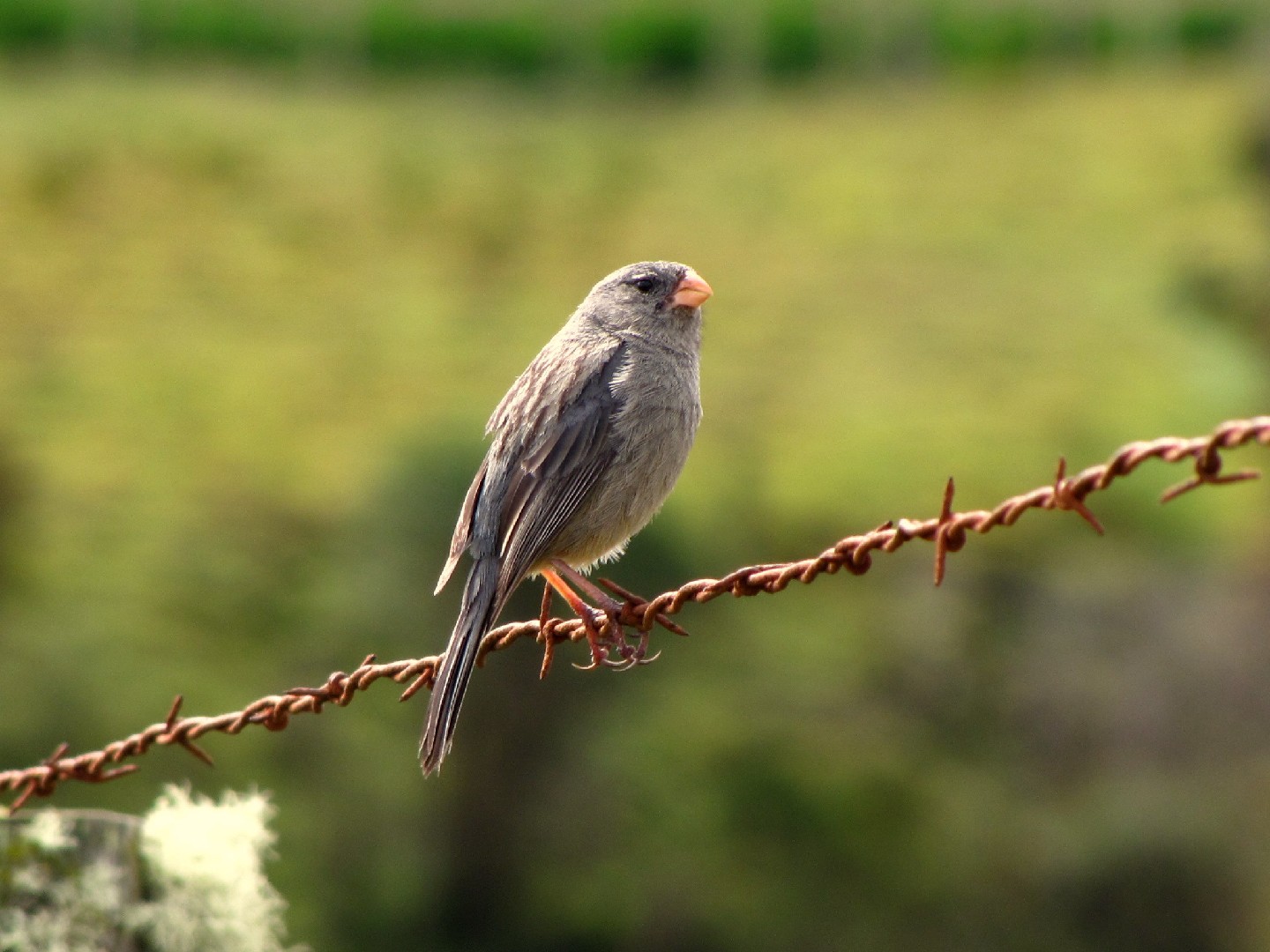 Catamenia Seedeaters (Catamenia)