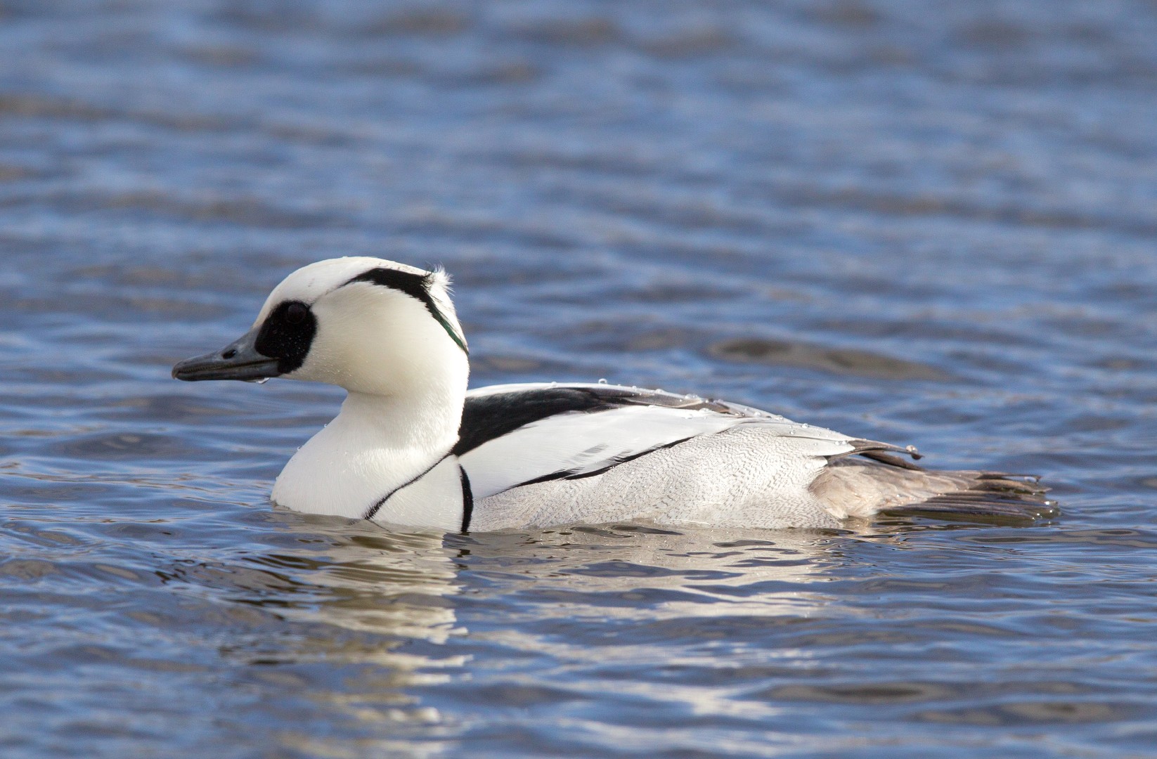 Merganso-pequeno (Mergellus albellus)