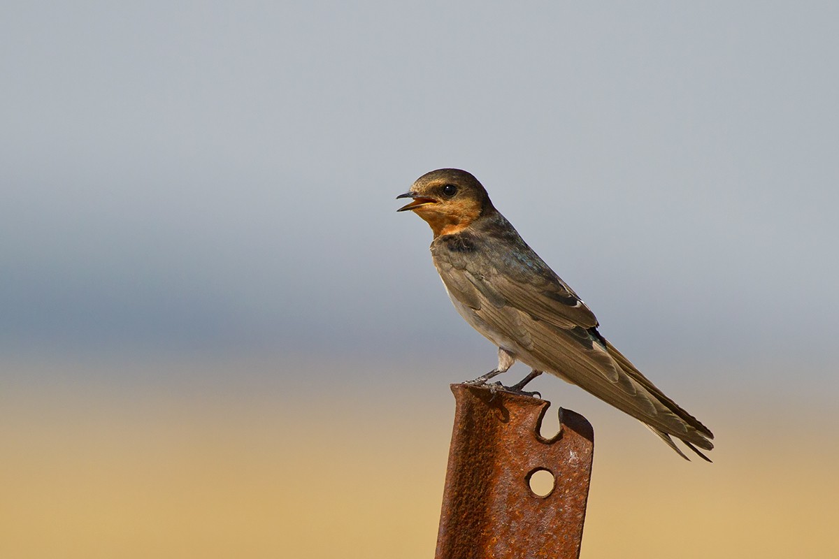 Новогвинейская ласточка (Hirundo neoxena)