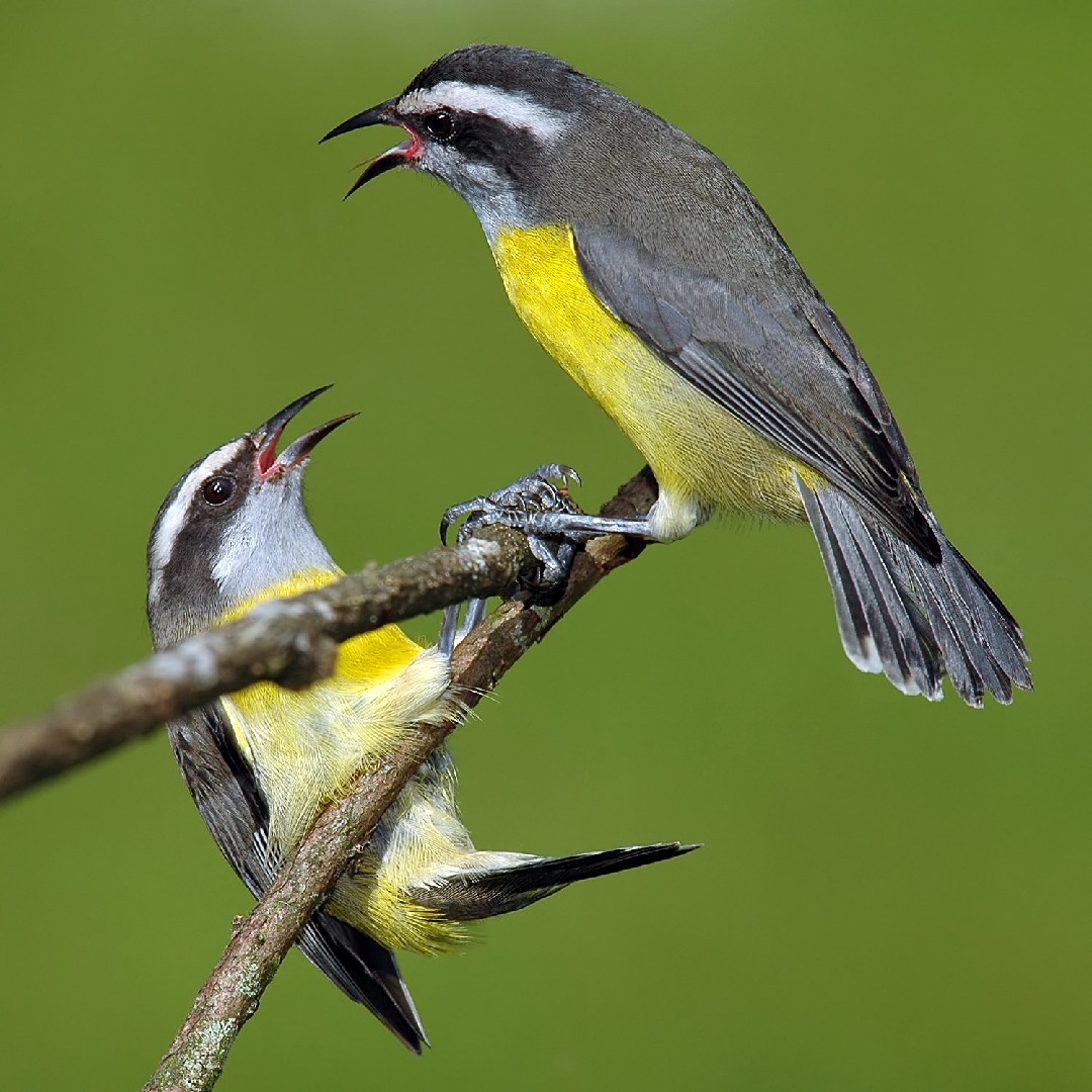 바나나퀴트속 (Coereba)